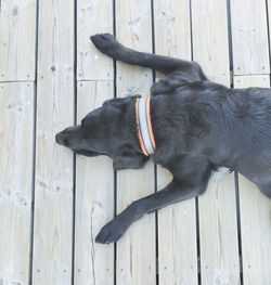 Close-up of black dog on wooden floor