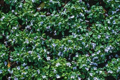 Full frame shot of tree