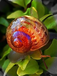 Close-up of snail on plant