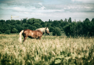 Horse on field against sky