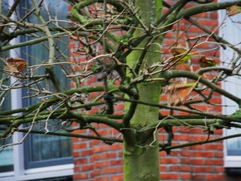 Leaves on tree branches