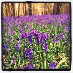 Close-up of purple flowers blooming in field