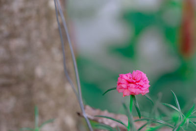 Close-up of pink flowering plant