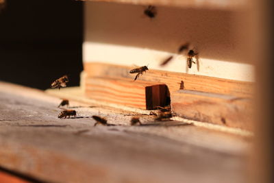 Bees wooden at insect hotel