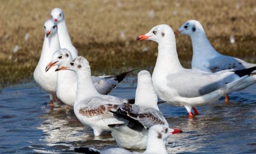 Flock of birds in lake