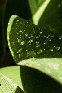 Close-up of raindrops on green leaves