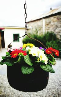 Close-up of flowers