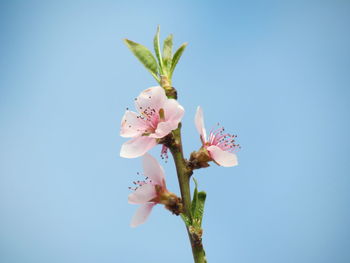 Close-up of fresh pink flowers against clear sky