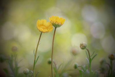 Close-up of yellow flowering plant on field