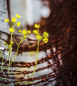 Close-up of yellow flowers