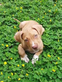 Portrait of dog on grass