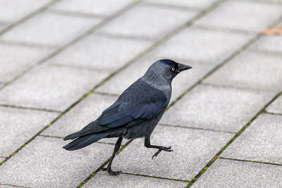 Close-up of bird perching on floor