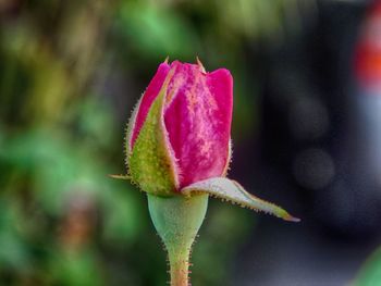 Close-up of pink flower