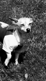 Portrait of dog standing on grass