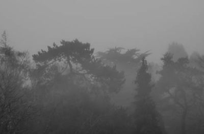 Silhouette trees in forest during winter