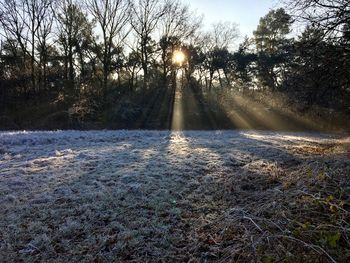 Trees against sky during winter