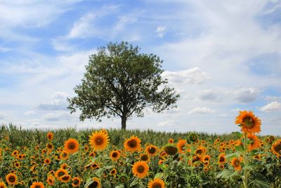 Scenic view of sunflower field against sky