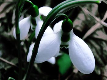 Close-up of white flower