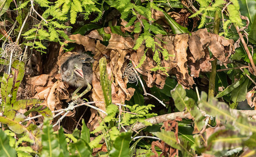 View of a bird on a land