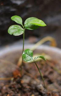 Close-up of small plant growing on field