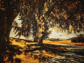 Trees on grassy field