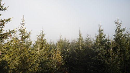 Pine trees in forest against clear sky