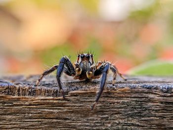 Close-up of spider on wood