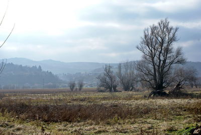 Bare trees on field against sky