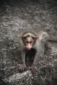 Close-up of monkey