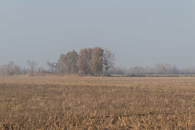 Scenic view of field against clear sky