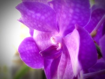 Close-up of purple flower