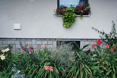 Potted plants against wall and building