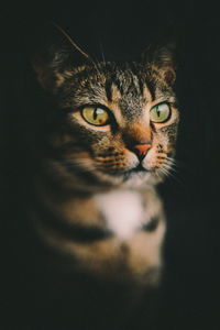 Close-up portrait of a cat