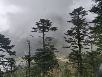 Low angle view of pine trees in forest against sky