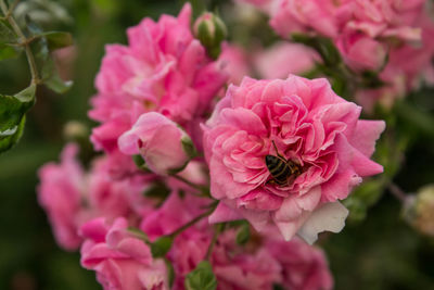 Close-up of pink roses blooming outdoors