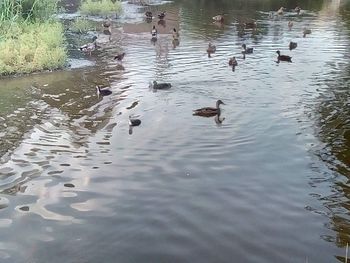 High angle view of ducks in lake