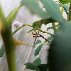 Close-up of insect on plant