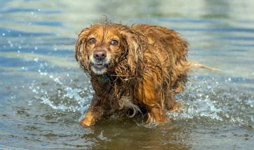 Close-up portrait of dog in water