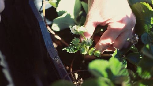 Close-up of plant against blurred background