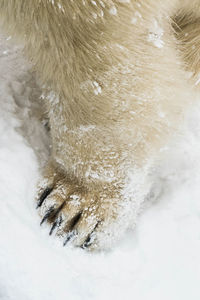 Close-up of an animal in snow