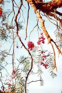 Low angle view of flowering plant against sky