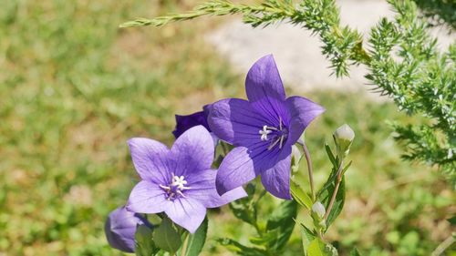 flowering plant