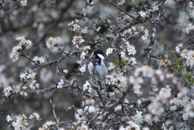 Close-up of tree branches
