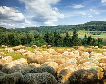 Sheeps and blue sky