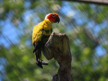 Closeup of a bird perched on a bare tree limb