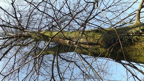 Low angle view of bare trees against sky