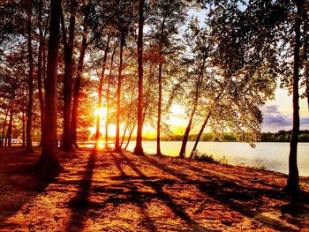Sun shining through trees
