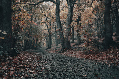 Trees in woodland