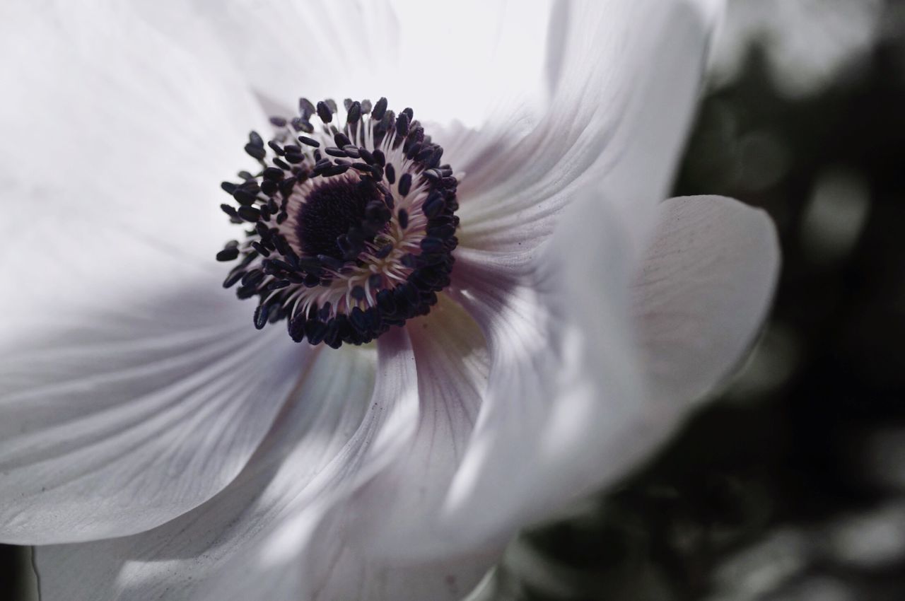 flower, petal, flower head, fragility, freshness, single flower, pollen, beauty in nature, close-up, growth, blooming, nature, focus on foreground, in bloom, plant, stamen, white color, no people, day, blossom