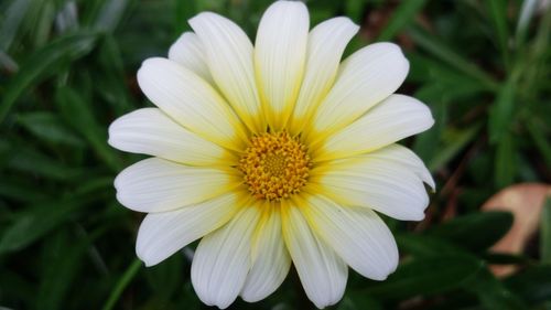 Close-up of yellow flower blooming outdoors